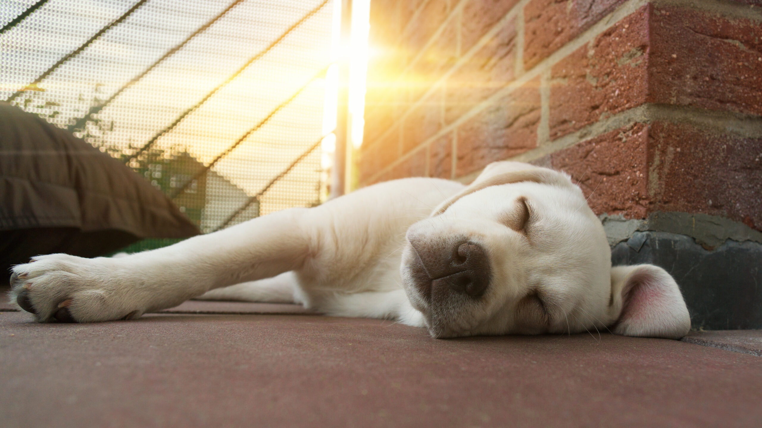 Schlafender Labrador Hund Welpe bei Sonnenuntergang auf dem Boden liegend
