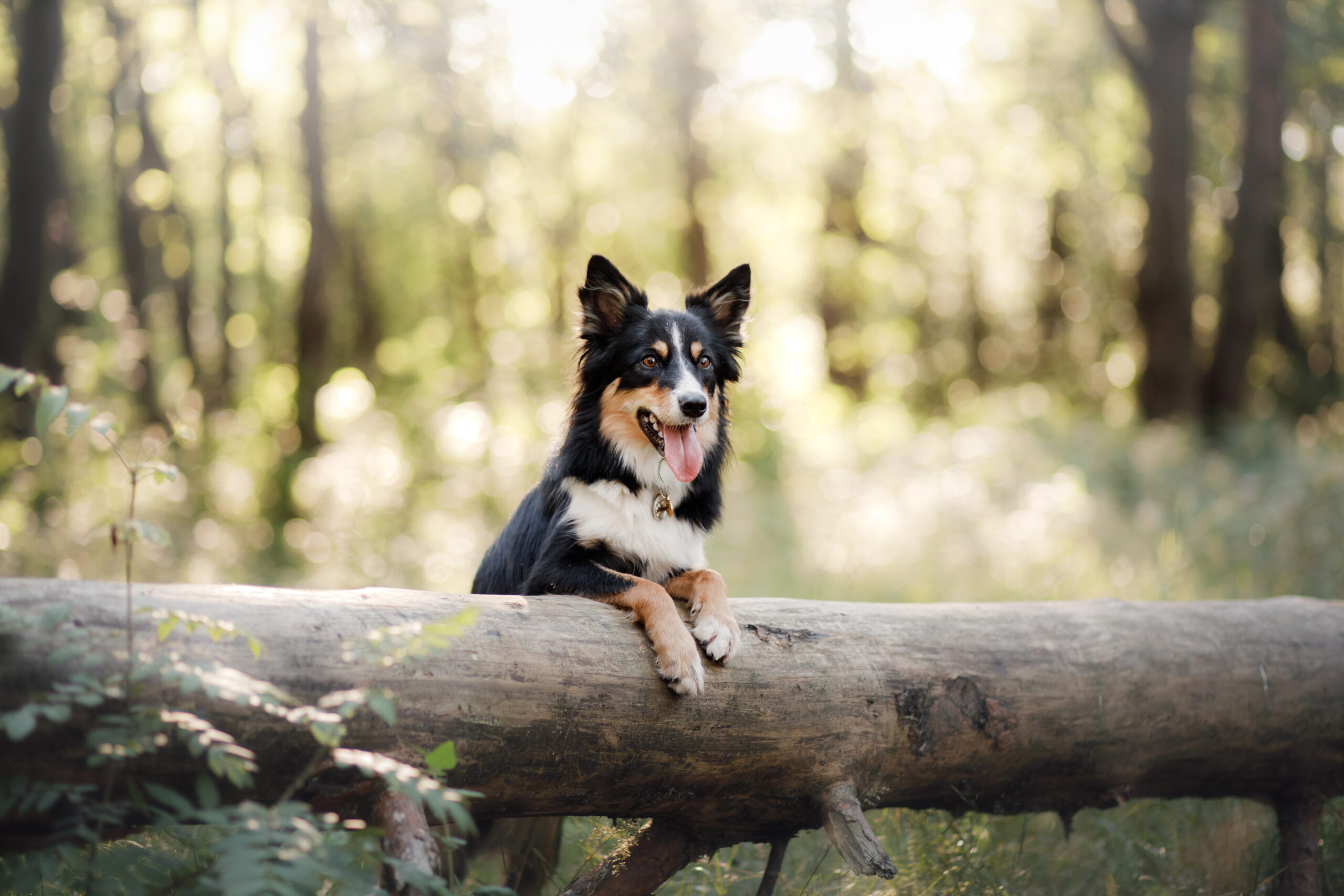 portrait of a dog in nature. Pet for a walk.