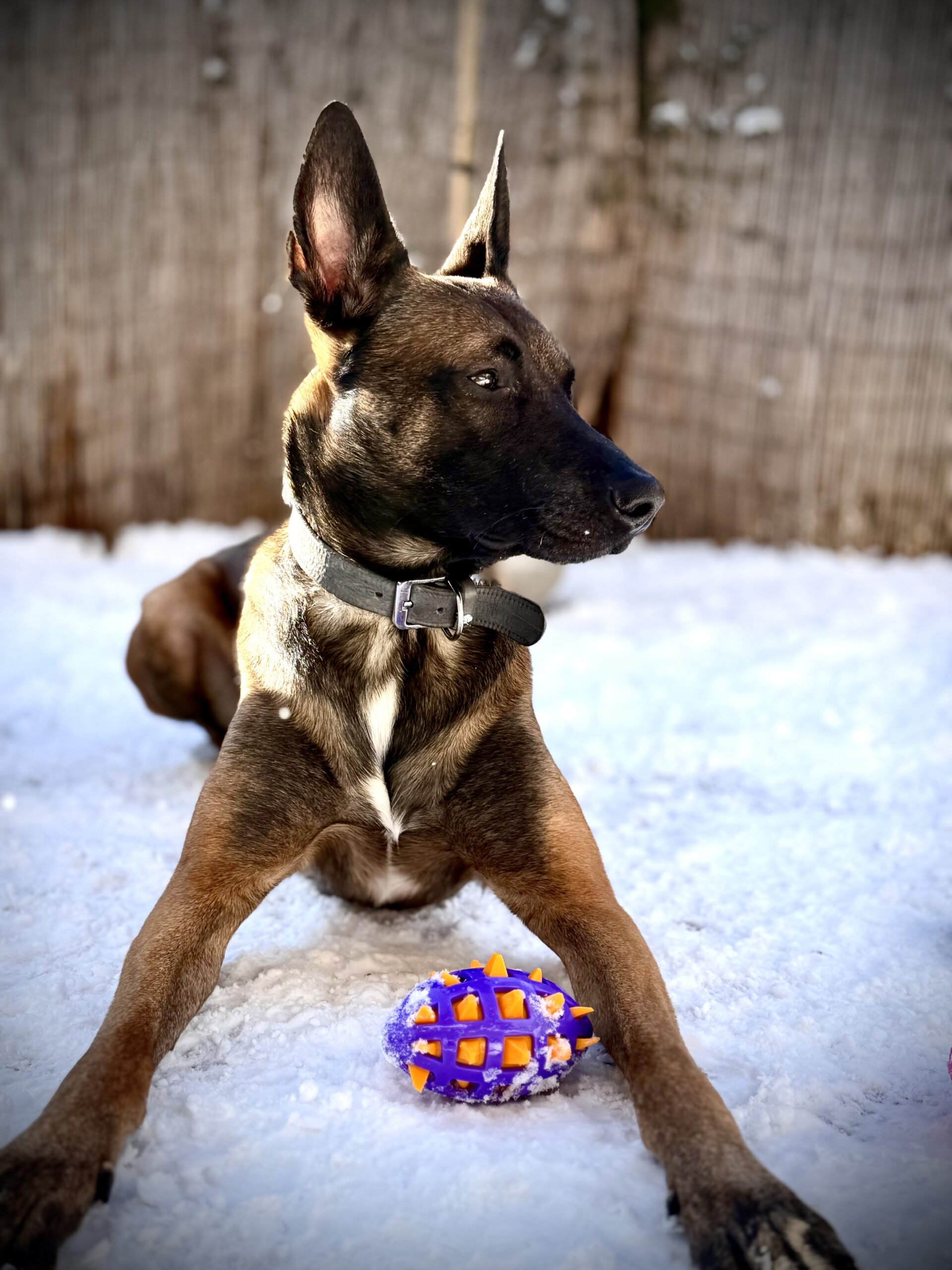 Belasteter Alltag mit Hund