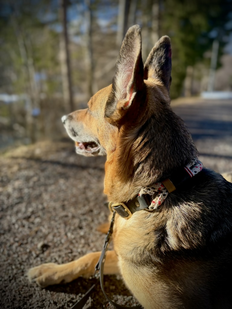 Gassi Service 4PfotenKompass
