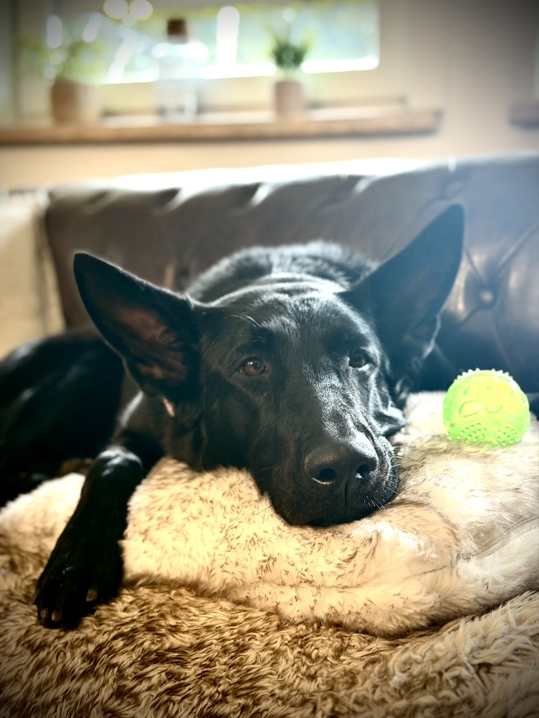 Hundetagesbetreuung Abschluss