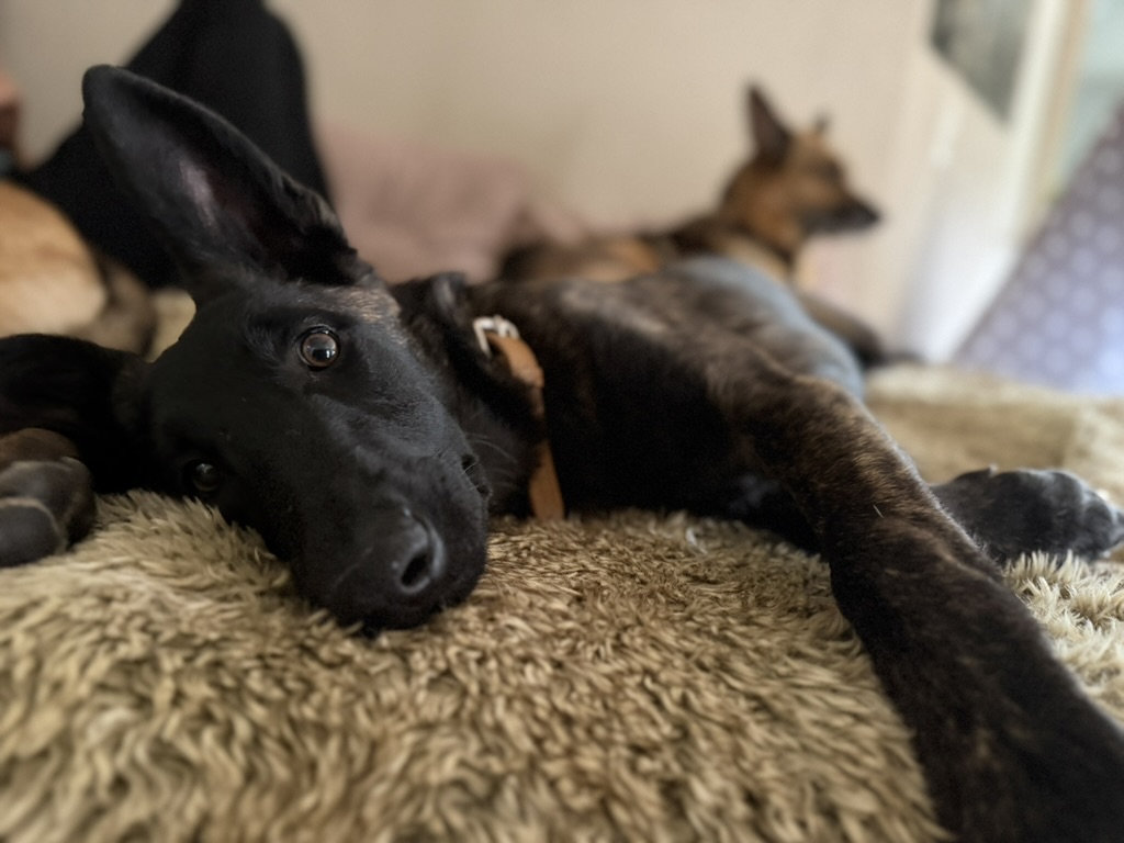 Mehrwert Hundetagesbetreuung