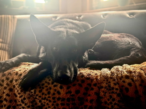 Hundetagesbetreuung 4PfotenKompass