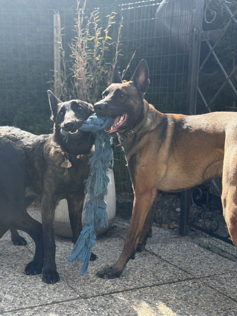 Einzeltraining Alltag mit Hund