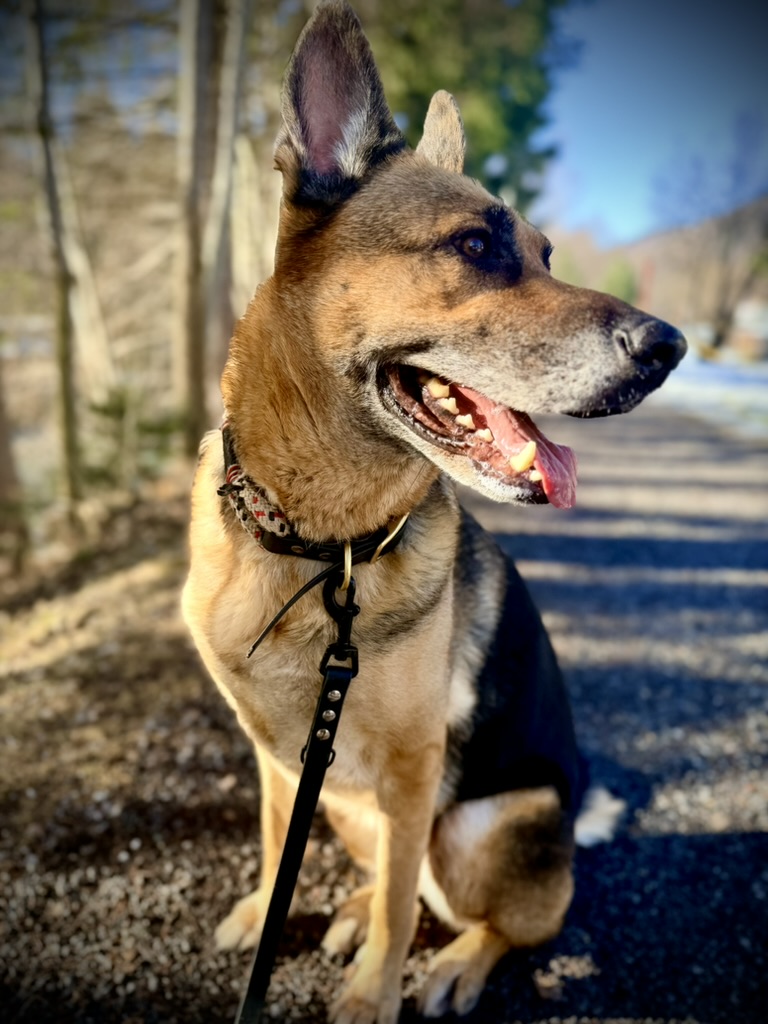 Hund bei 4Pfoten Kompass