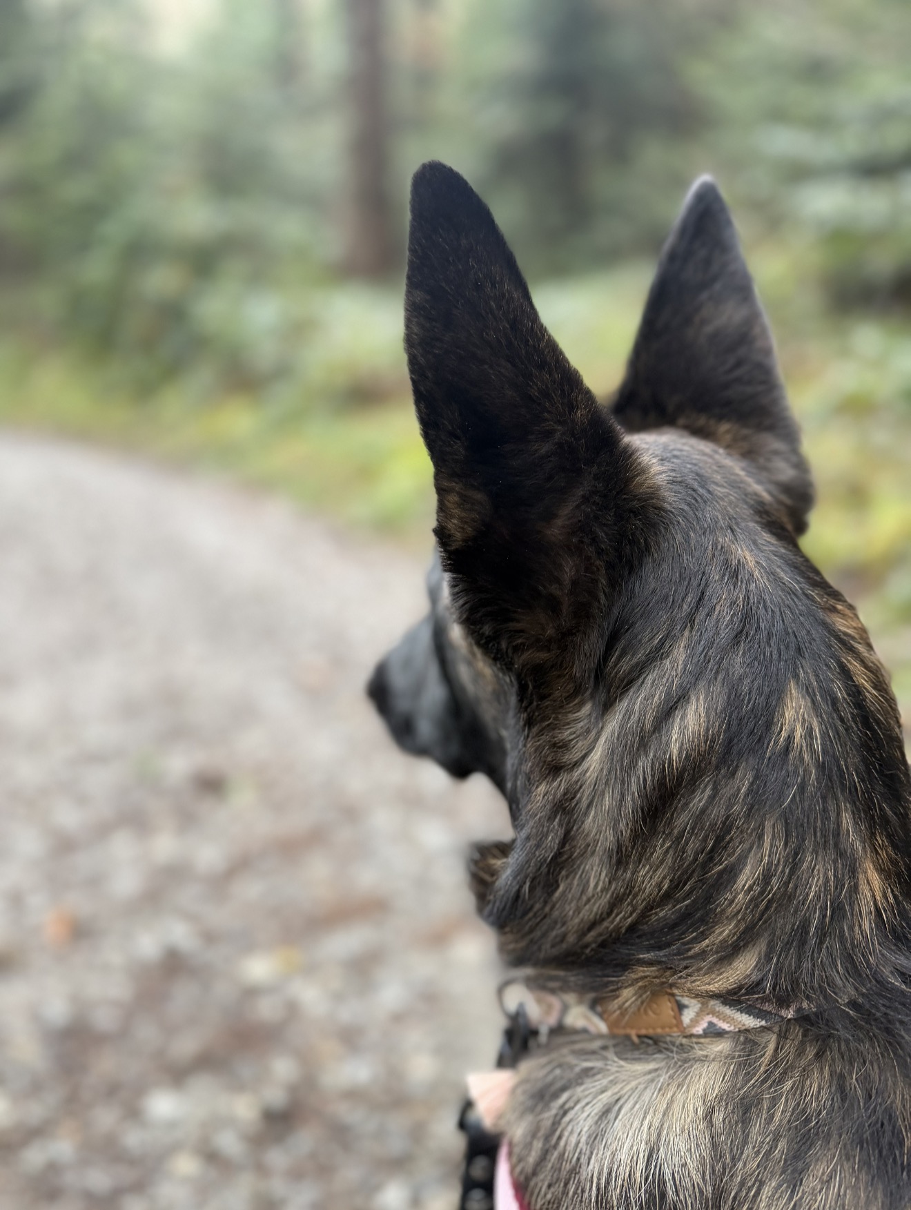 Individuelles Einzeltraining Hund